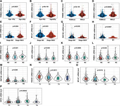 A Ubiquitin-Proteasome Gene Signature for Predicting Prognosis in Patients With Lung Adenocarcinoma